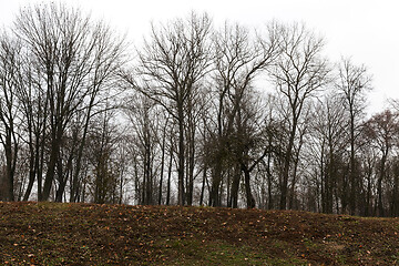 Image showing Bare trees in autumn park