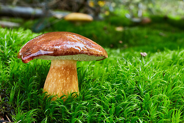 Image showing Imleria badia. Fungus in the natural environment.