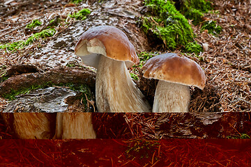 Image showing Boletus edulis. Fungus in the natural environment.