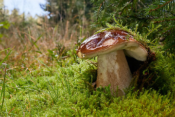 Image showing Boletus edulis. Fungus in the natural environment.