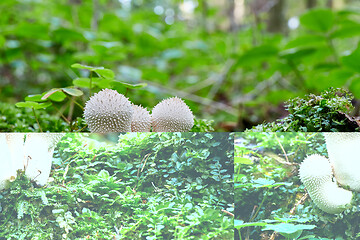 Image showing Lycoperdon perlatum in the natural environment.