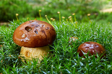 Image showing Imleria badia. Fungus in the natural environment.