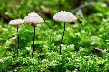 Image showing Marasmius rotula in the natural environment.