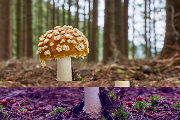 Image showing Amanita muscaria in the natural environment.