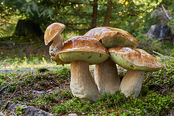 Image showing Boletus edulis. Fungus in the natural environment.