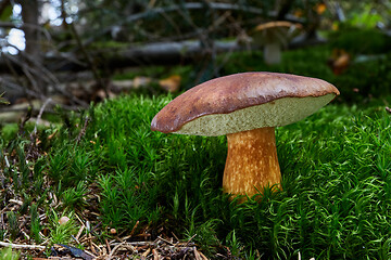 Image showing Imleria badia. Fungus in the natural environment.