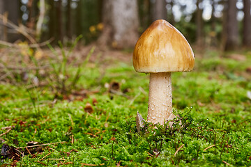 Image showing Amanita umbrinolutea in the natural environment.