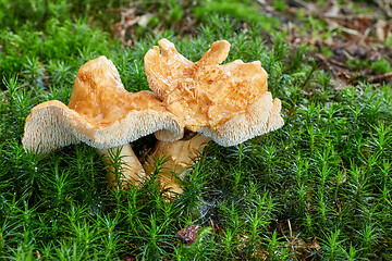 Image showing Hydnum repandum. Fungus in the natural environment