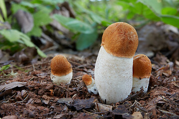 Image showing Leccinum aurantiacum in the natural environment.