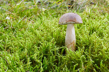 Image showing Fungus Leccinum cyaneobasileucum