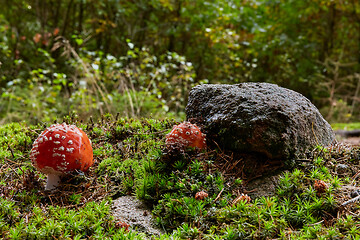 Image showing Amanita muscaria in the natural environment.