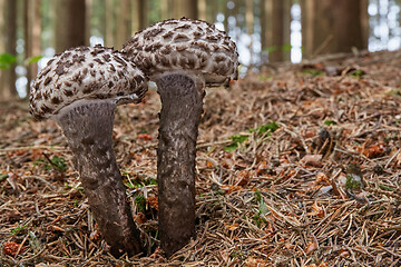 Image showing Strobilomyces floccopus in the natural environment