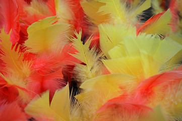 Image showing Feathers