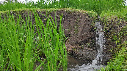 Image showing Jatiluwih rice terrace day in Ubud, Bali