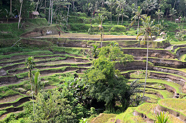 Image showing Tegalalang rice terraces in Ubud, Bali