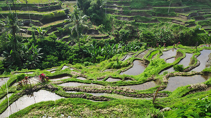 Image showing Tegalalang rice terraces in Ubud, Bali