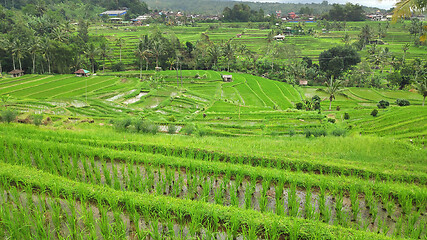 Image showing Jatiluwih rice terrace with sunny day in Ubud, Bali