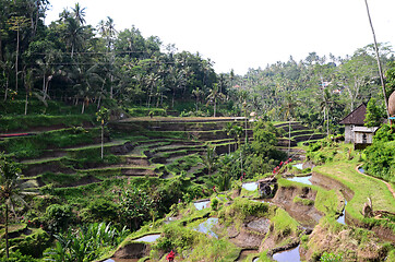 Image showing Tegalalang rice terraces in Ubud, Bali