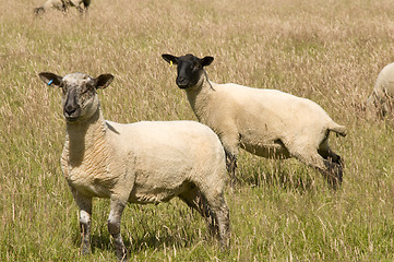 Image showing Sheep