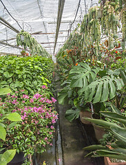 Image showing inside greenhouse scenery