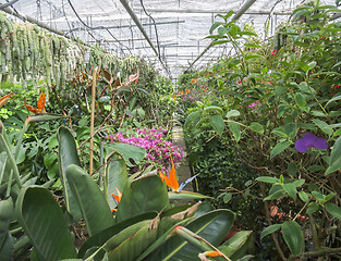 Image showing inside greenhouse scenery