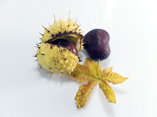 Image showing Conker