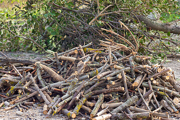 Image showing A pile of sawn firewood lies in front of the felled apple trees