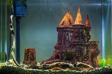 Image showing Empty aquarium without plants, affected by black algae and plaque on the scenery