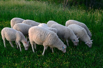 Image showing sheeps eating grass in the meadow