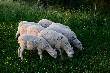 Image showing sheeps eating grass in the meadow 