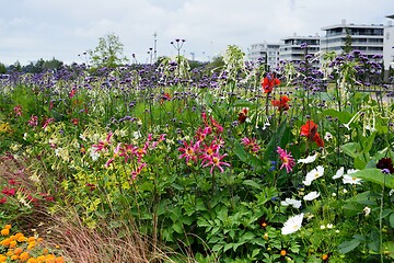 Image showing flower beds of beautiful blooming flowers