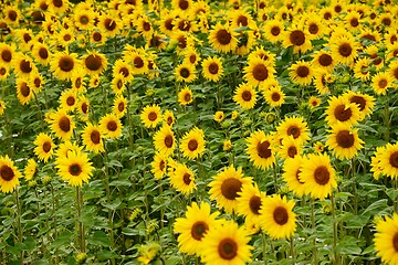 Image showing a field of blooming beautiful sunflowers