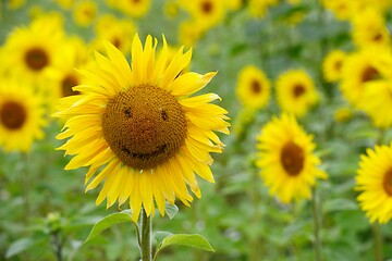 Image showing sunflower with smiley and field of blooming sunflowers