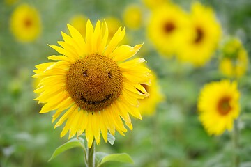 Image showing sunflower with smiley and field of blooming sunflowers 