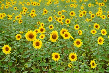 Image showing a field of blooming beautiful sunflowers