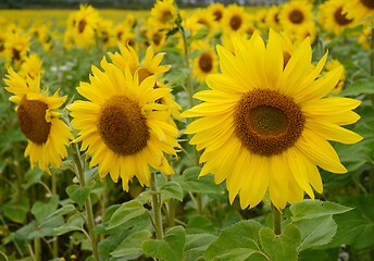 Image showing a field of blooming beautiful sunflowers