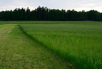 Image showing half mown green grass field 