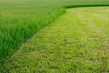 Image showing half mown green grass field