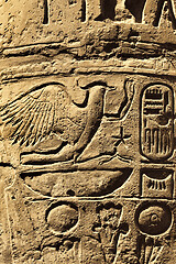 Image showing Ancient egyptian hieroglyphs in the Karnak Temple in Luxor