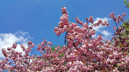 Image showing Beautiful flowers of spring trees on blue sky