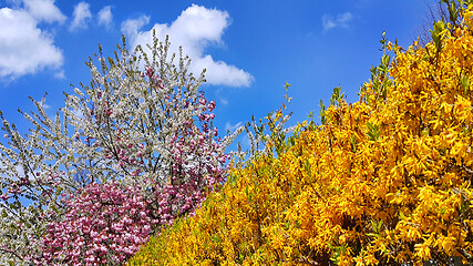 Image showing Beautiful flowers and fresh foliage of spring trees