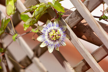 Image showing Passion flower 'Purple Haze