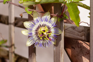 Image showing Passion flower 'Purple Haze