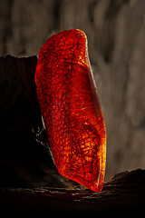 Image showing Beauty of natural raw amber. A piece of yellow and red semi transparent natural amber on piece of stoned wood.