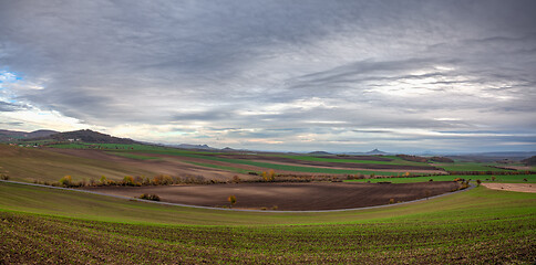 Image showing View of field divided into sectors by wheat varieties.