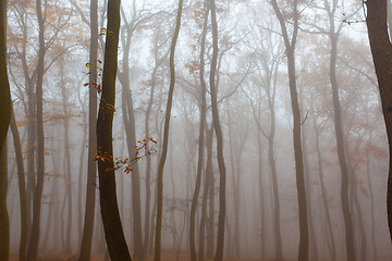 Image showing Autumnal mysterious forest trees with yellow leaves.