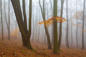 Image showing Autumnal mysterious forest trees with yellow leaves.