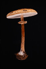 Image showing One levitating parasol mushroom (macrolepiota procera)