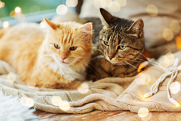 Image showing two cats lying on window sill with blanket at home