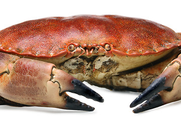 Image showing crab shot on a white backdrop